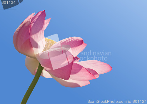 Image of Lotus over blue sky