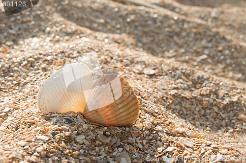 Image of Two seashells kissing