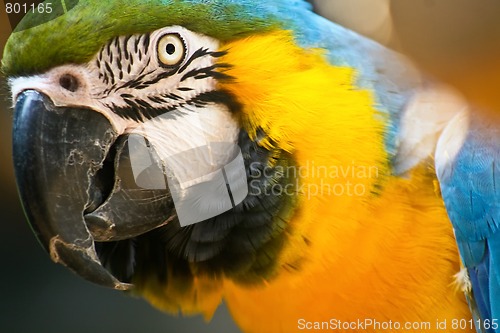 Image of Parrot