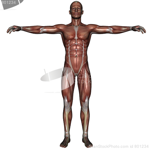 Image of 3D muscle of man