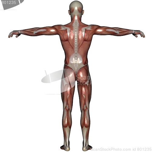 Image of 3D muscle of man