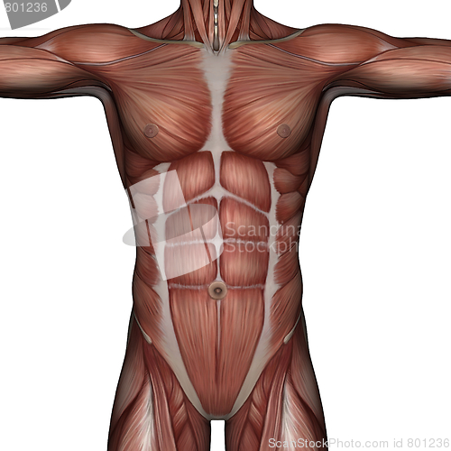 Image of 3D muscle of man