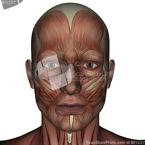 Image of 3D muscle of man