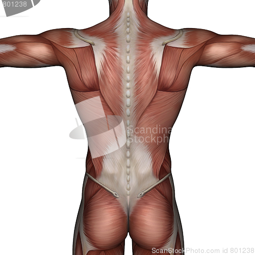 Image of 3D muscle of man