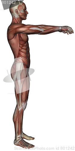 Image of 3D muscle of man