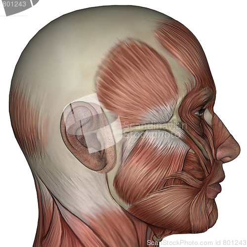 Image of 3D muscle of man