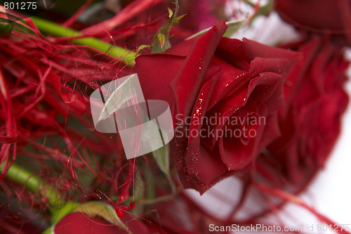 Image of Red roses