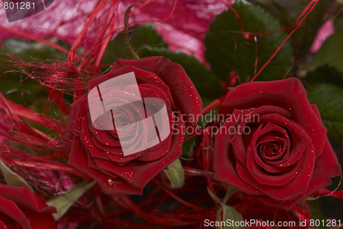 Image of Red roses