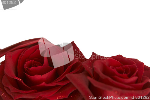 Image of Red roses