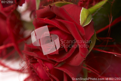 Image of Red roses