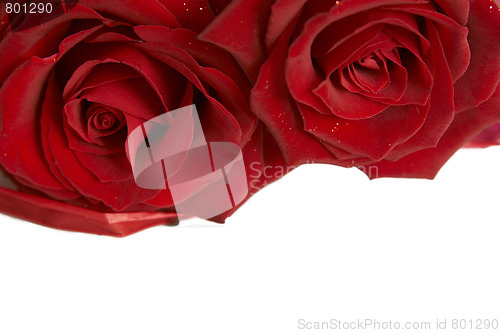 Image of Red roses