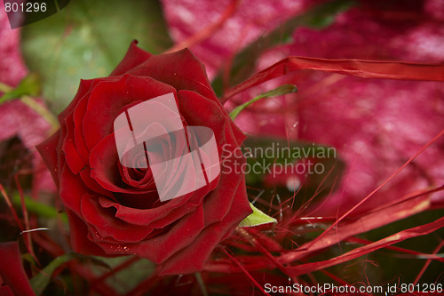 Image of Red roses