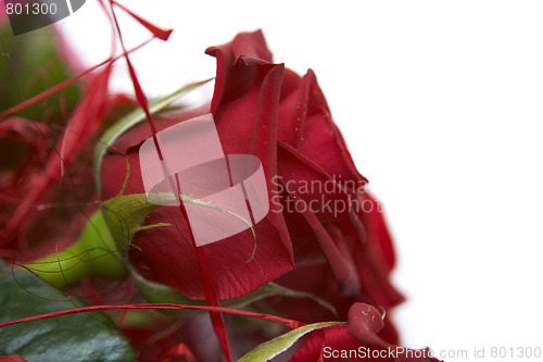 Image of Red roses