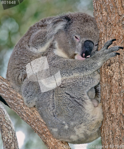 Image of mother and baby koala