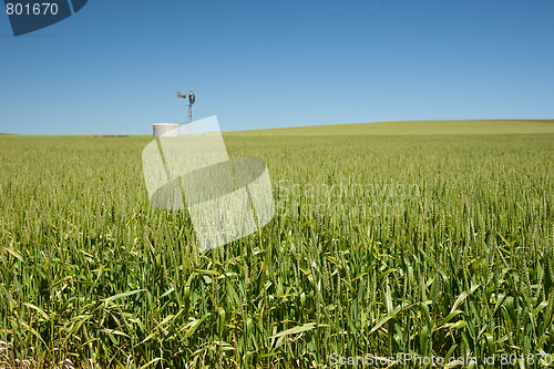 Image of farm has fields of wheat 