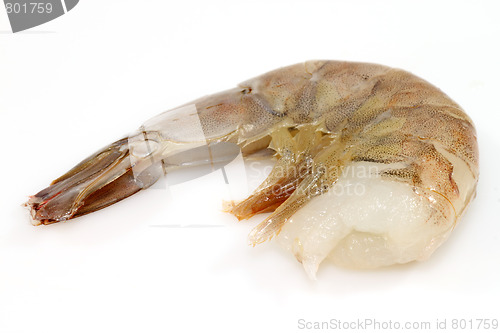 Image of Single raw shrimp