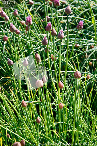 Image of Blooming chive