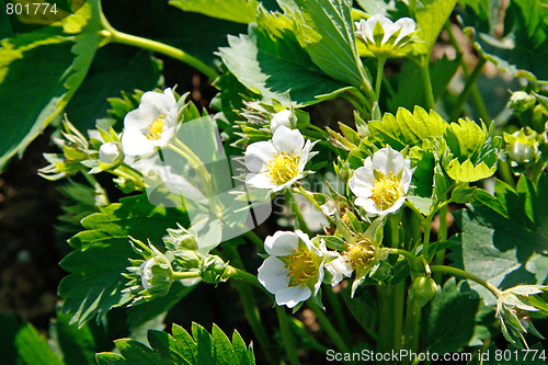 Image of Blooming strawberries