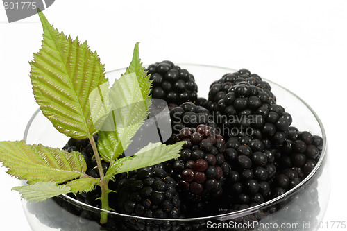 Image of Blackberries