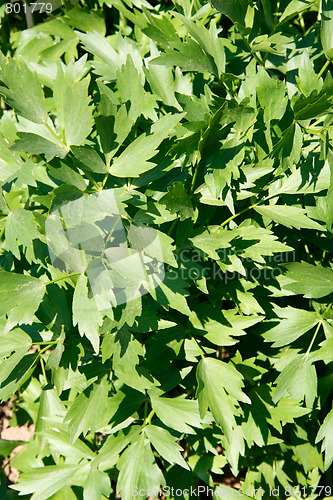 Image of Lovage