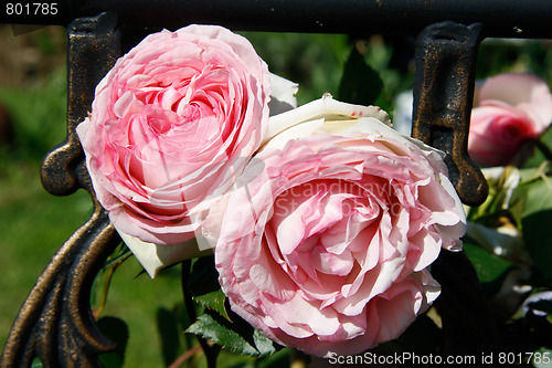 Image of Pink roses