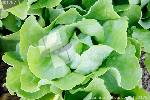 Image of Butterhead lettuce