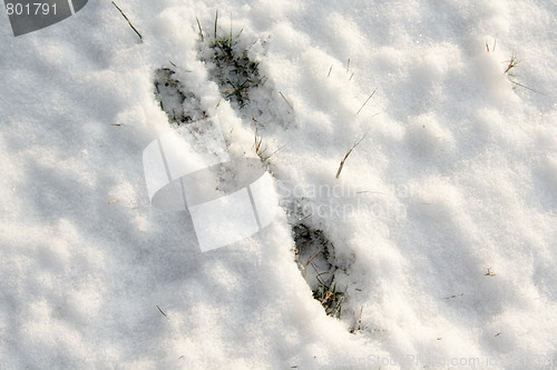 Image of Footprint of a hare