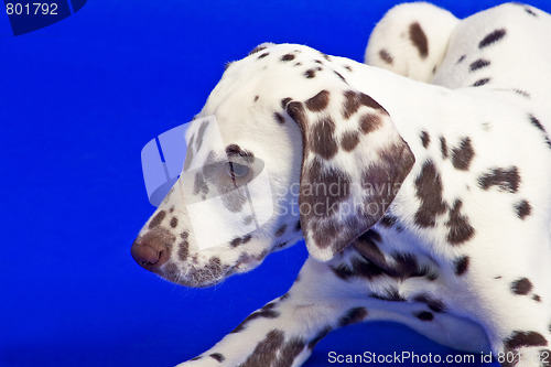 Image of Young dalmatian