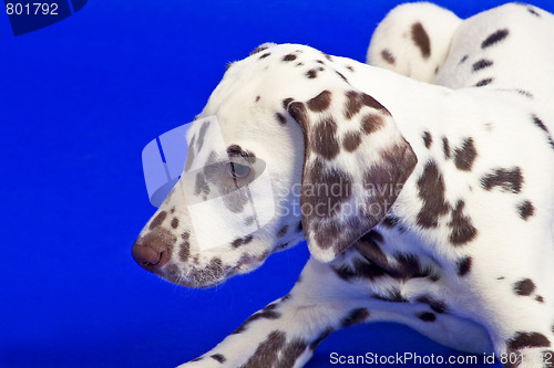 Image of Young dalmatian