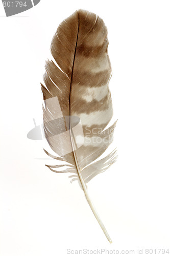 Image of Feather