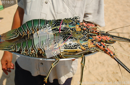 Image of Lobsters on the Tray