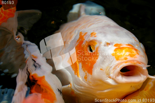 Image of Koi fish