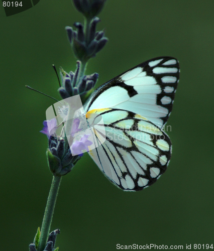 Image of Butterfly 1