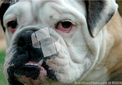 Image of Bulldog