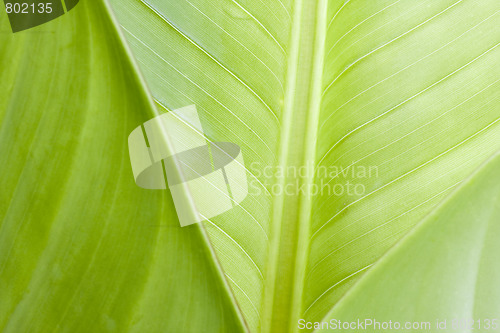 Image of Green leaves