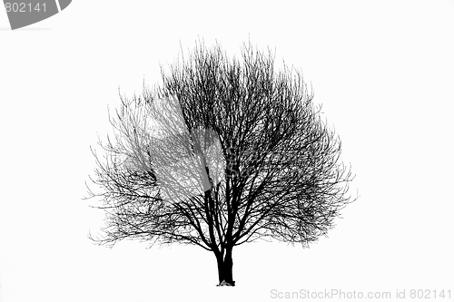 Image of Tree silhouette