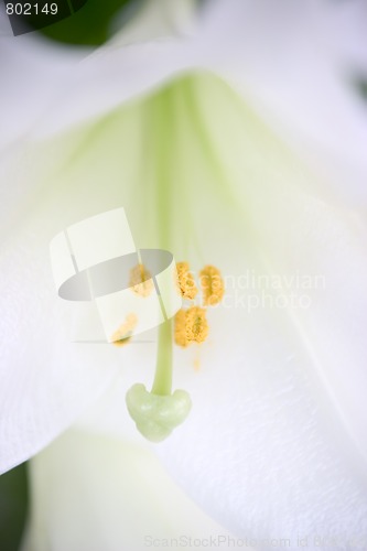 Image of White lillies