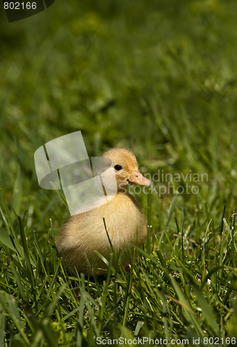 Image of Easter duckling