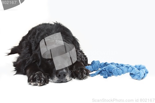 Image of Somewhat tired