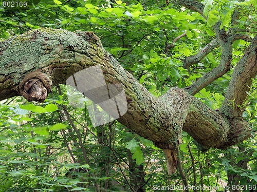 Image of Branch of an oak tree. 