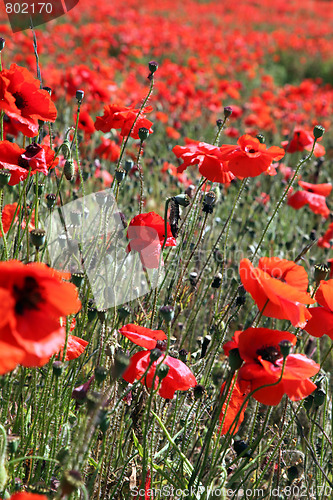 Image of Red Poppies.