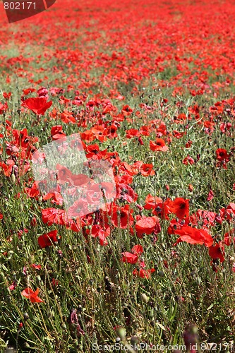 Image of Red Poppies.