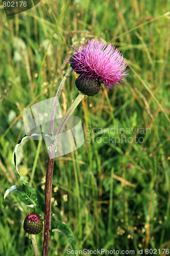 Image of Great knapweed, (Centaurea scabiosa), 