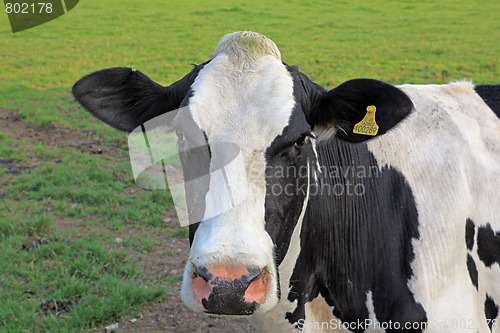 Image of Cow.