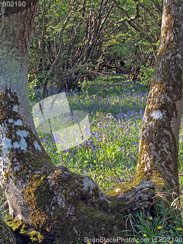 Image of  Bluebells (Scilla non-scripta). 