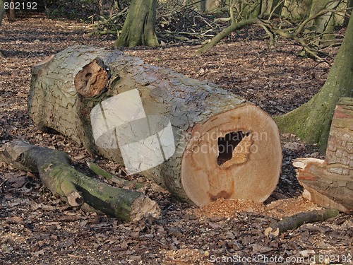 Image of Logs cut for charcoal making at Hinchingbrooke Country Park.