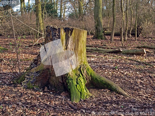 Image of Tree stump at Hinchingbrooke Country Park.    