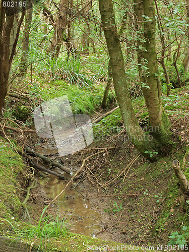 Image of   British woodland in early summer.