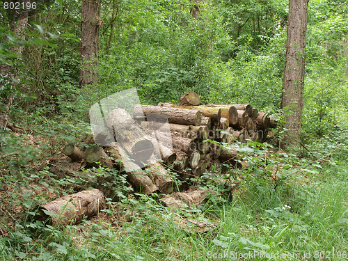 Image of Pile of logs.