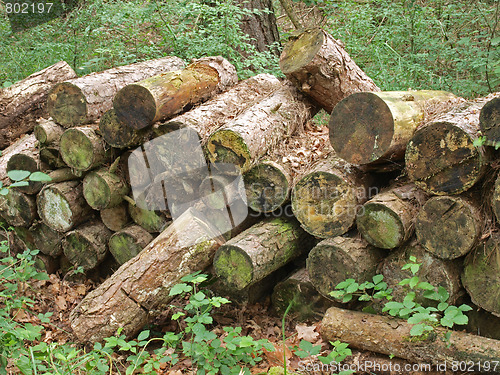 Image of Pile of logs.